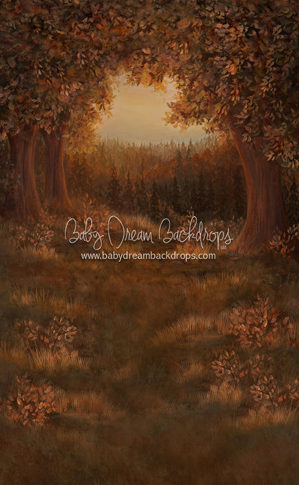 Sweeps Forest Glory Fall