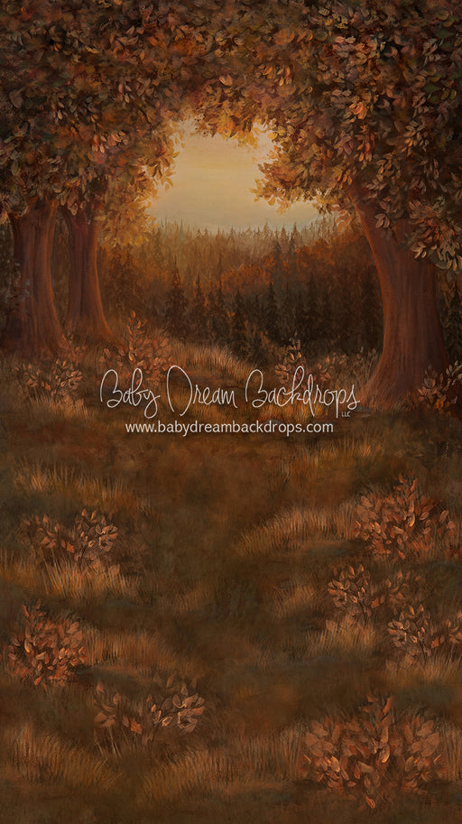 Sweeps Forest Glory Fall 