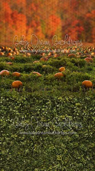 Sweeps Pumpkin Picking Autumn Field 
