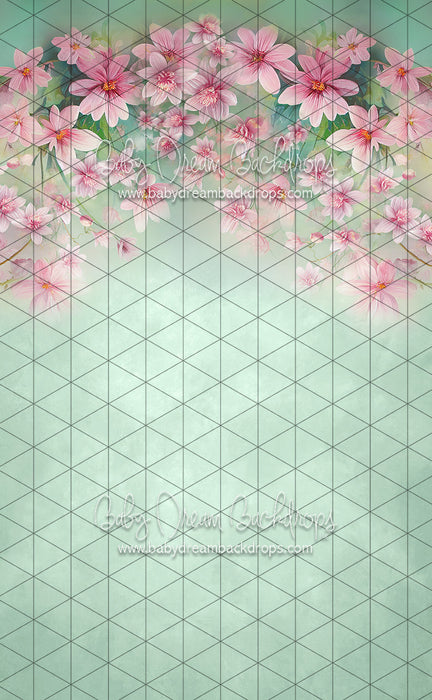 Sweeps Sweet Spring (LL)