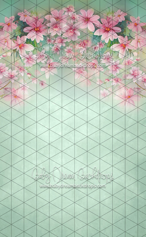 Sweeps Sweet Spring (LL)