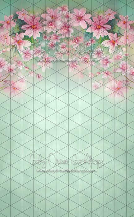 Sweeps Sweet Spring (LL)