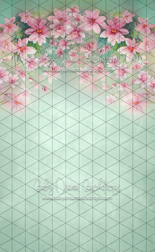 Sweeps Sweet Spring (LL)