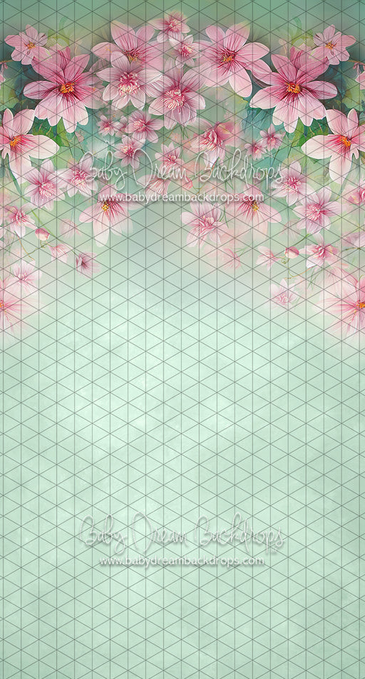 Sweeps Sweet Spring (LL)