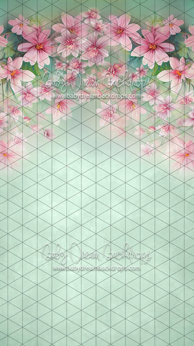 Sweeps Sweet Spring (LL)