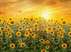 Sweet Sunflower Field (CC)