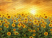 Sweet Sunflower Field (CC)