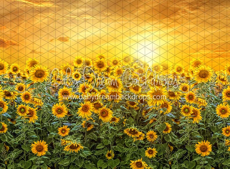 Sweet Sunflower Field (CC)