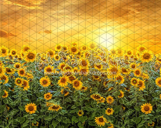 Sweet Sunflower Field (CC)