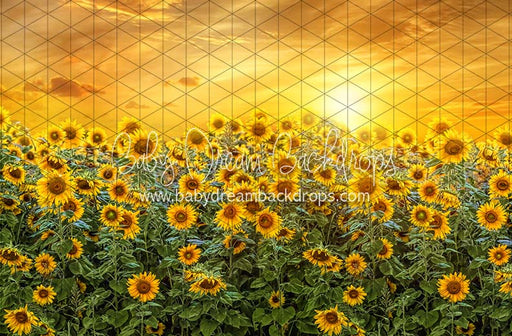 Sweet Sunflower Field (CC)