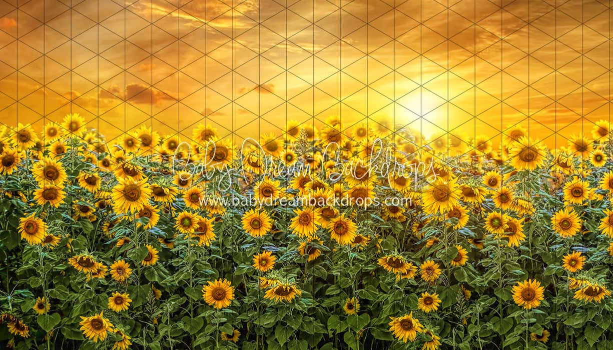 Sweet Sunflower Field (CC)