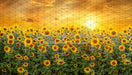 Sweet Sunflower Field (CC)