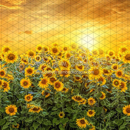 Sweet Sunflower Field (CC)