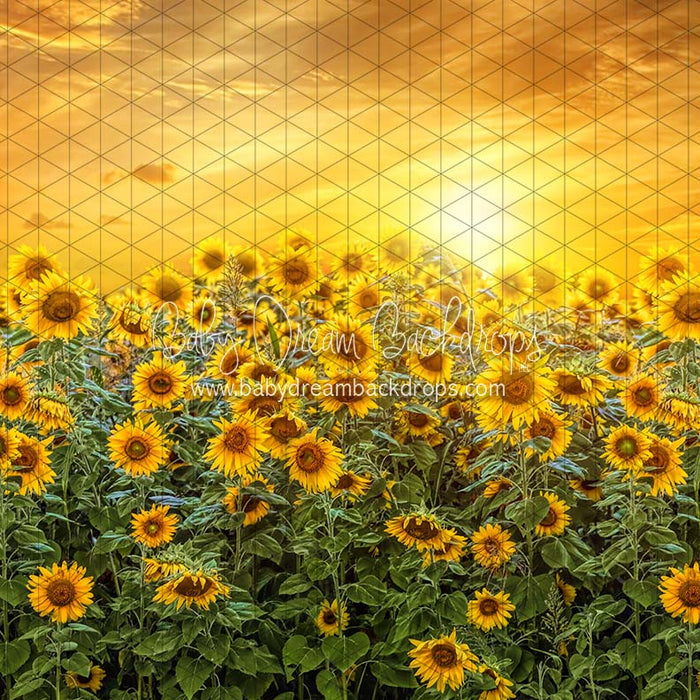 Sweet Sunflower Field (CC)