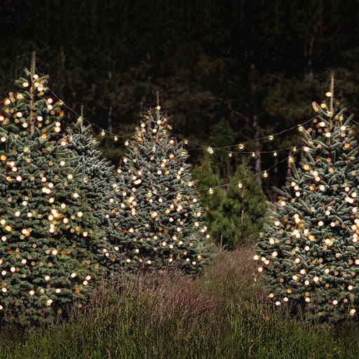 Tree Farm with Lights Backdrops - CC