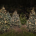 Tree Farm with Lights Backdrops - CC