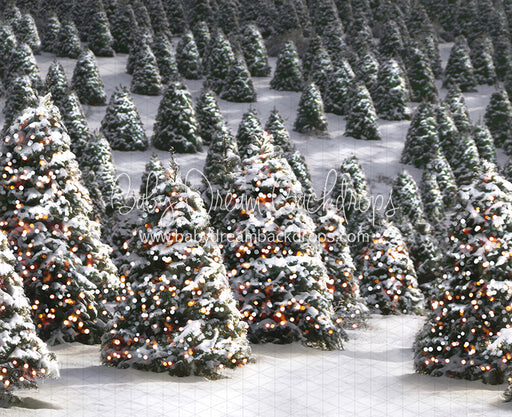 Twinkle in the Trees Morning