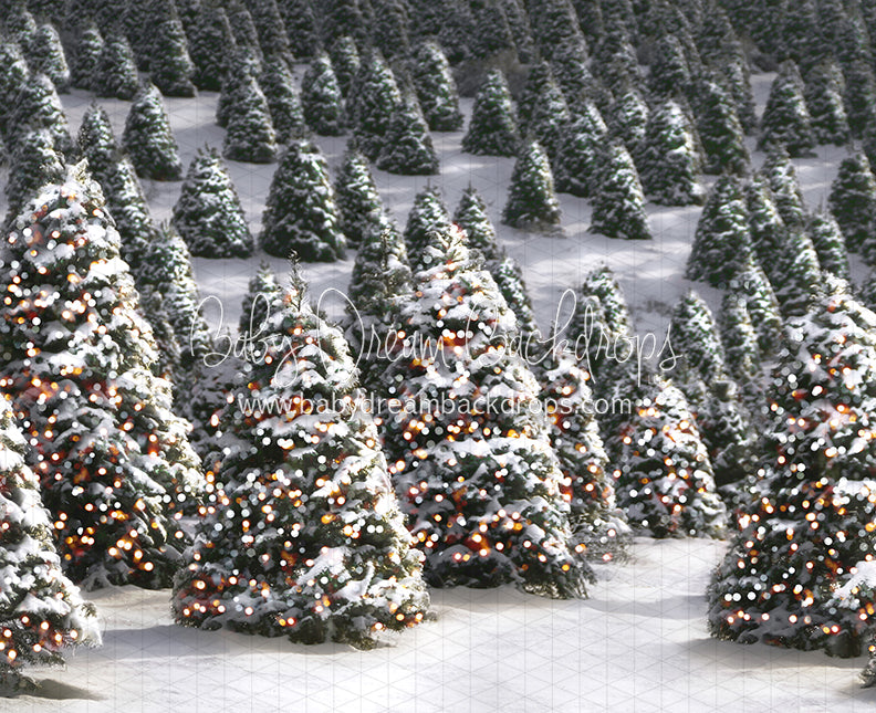 Twinkle in the Trees Morning