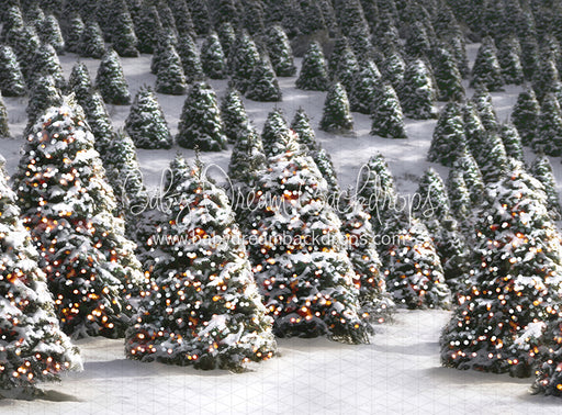 Twinkle in the Trees Morning