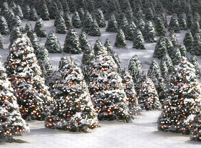 Twinkle in the Trees Morning