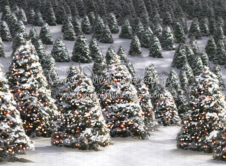 Twinkle in the Trees Morning