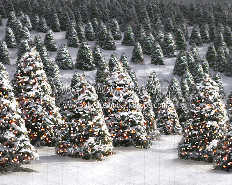 Twinkle in the Trees Morning