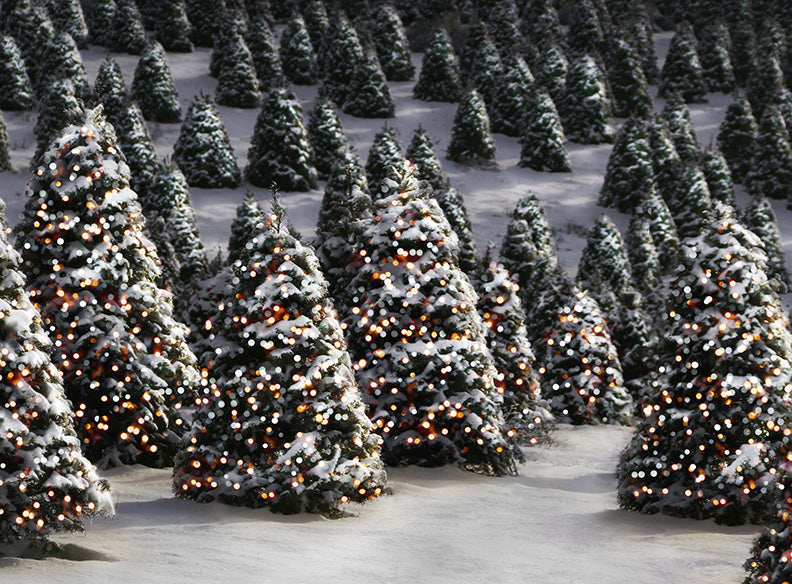 Twinkle in the Trees - 60Hx80W - CC  