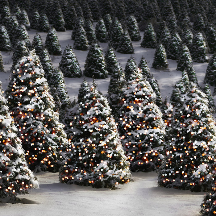 Twinkle in the Trees - 8x8 - CC 