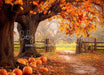 Under The Autumn Tree (BD)