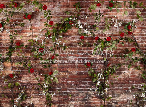 Urban Rose Wall