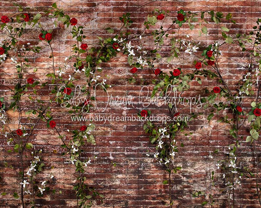 Urban Rose Wall