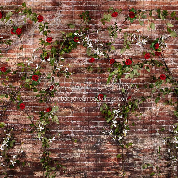 X Drop urban rose wall