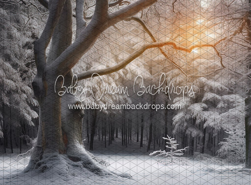 Warm Winter Walk (LL)