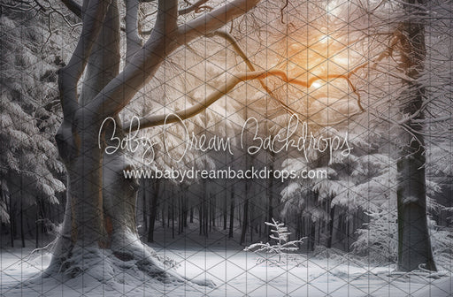 Warm Winter Walk (LL)