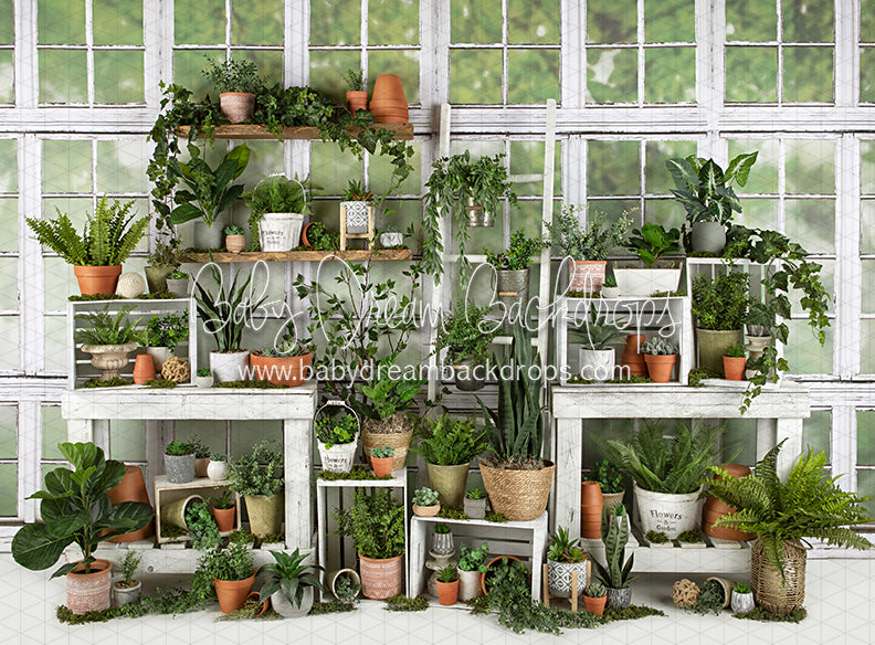 White Washed Green House