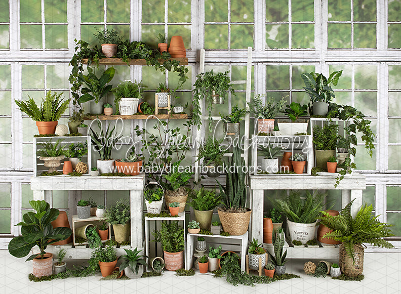 White Washed Green House (JA)