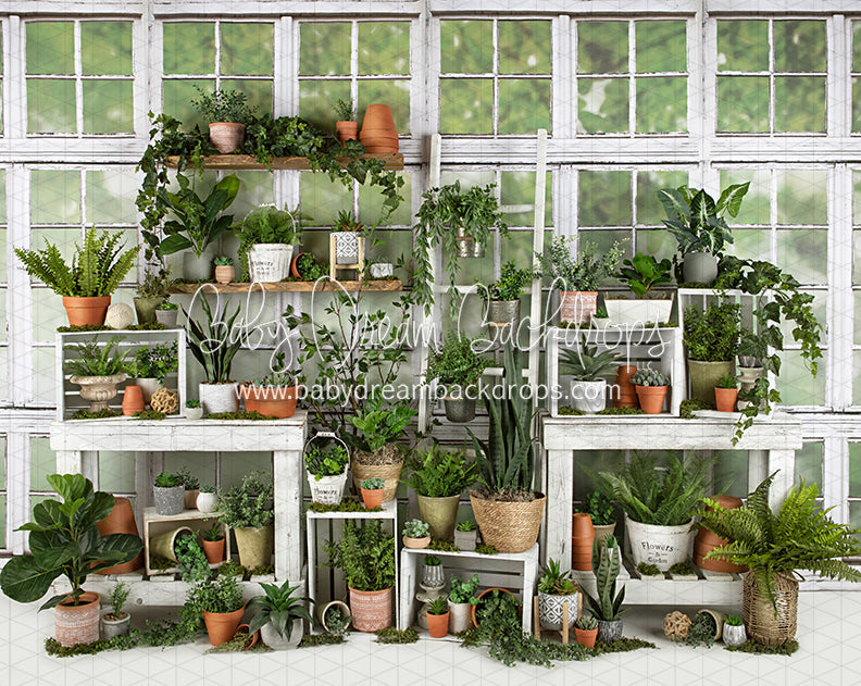 White Washed Green House (JA)