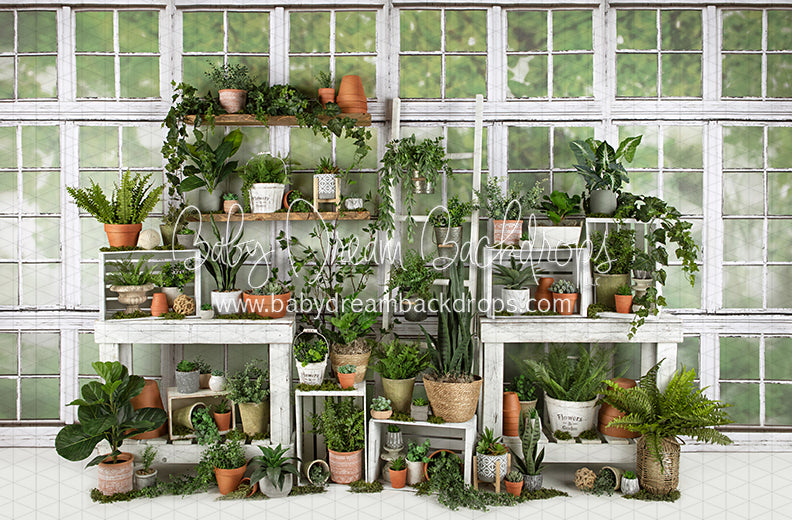 White Washed Green House