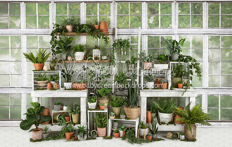 White Washed Green House