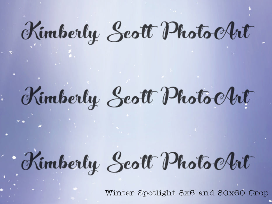 Winter Spotlight