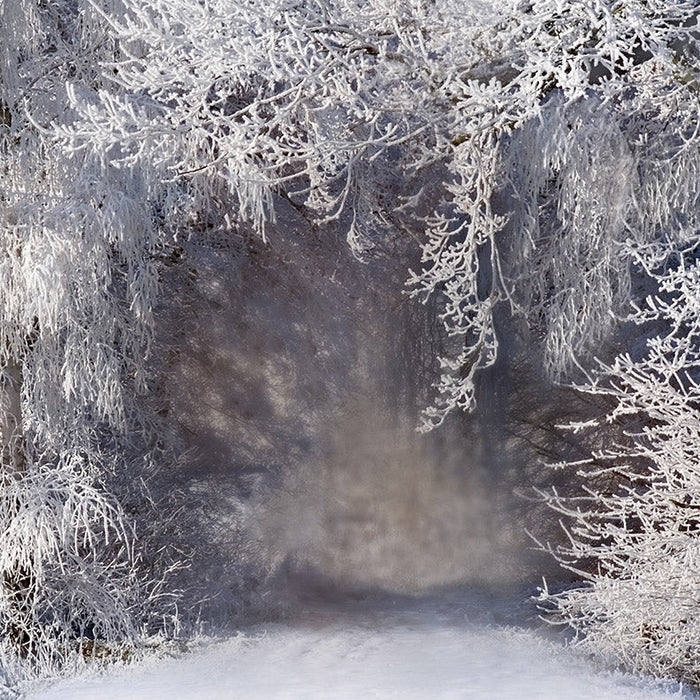Winter Wonders Backdrop - CC