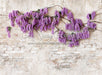 Wisteria Wonder - 60Hx80W - CC