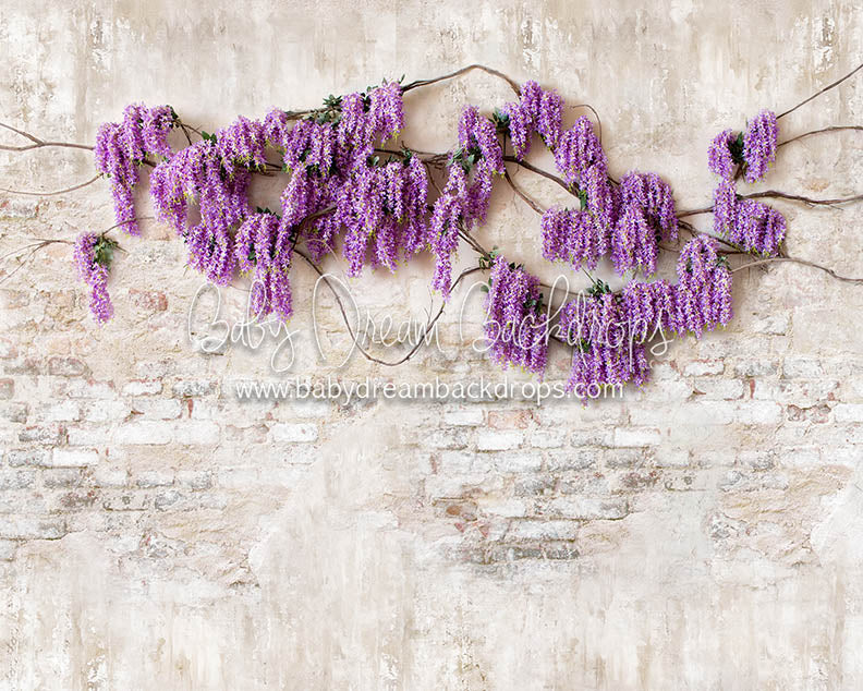 Wisteria Wonder - 8x10 - CC (Premium)