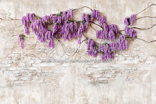 Wisteria Wonder - 8x12 - CC Premium