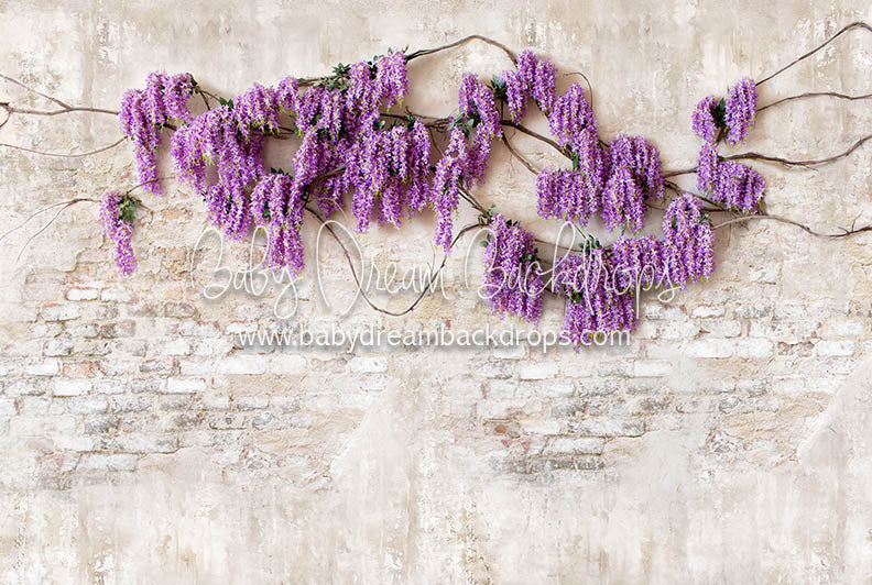 Wisteria Wonder - 8x12 - CC Premium