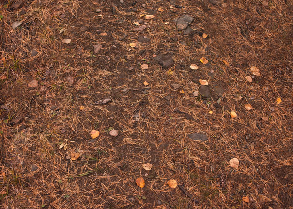 Woods Path Floor