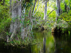 Bayou - 60x80  