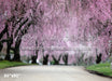 Cherry Blossom Row (LG)