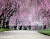 Cherry Blossom Row (LG)