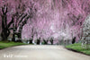 Cherry Blossom Row (LG)